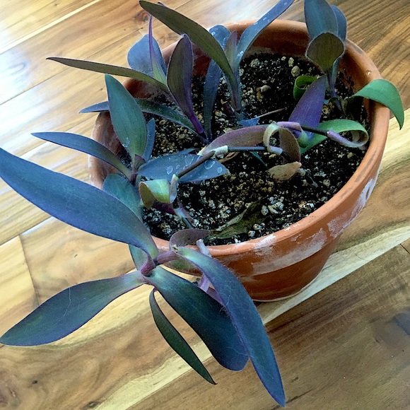 PURPLE HEART - Picture 3 of 3